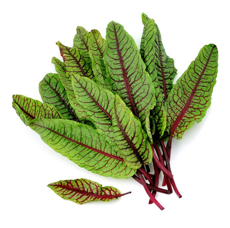 Mangold salad closeup on white background. Herbs. Leaves of beet