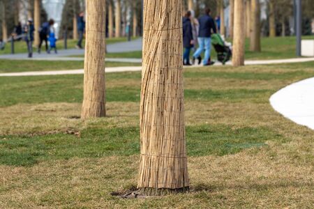 Protection of a tree trunk from frost. Preparing for the winter.