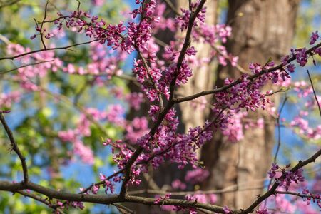 A cluster of pink blooms. The first spring flowers.の写真素材