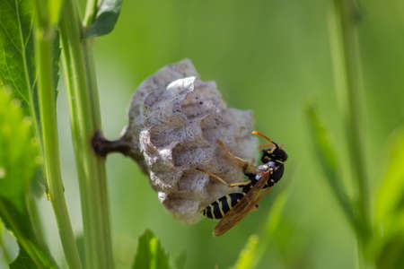 Wasp nest with wasps sitting on it. Wasps polist. The nest of a family of wasps which is taken a...