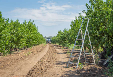 Peach garden. Seasonal harvest of peaches in the garden.の写真素材