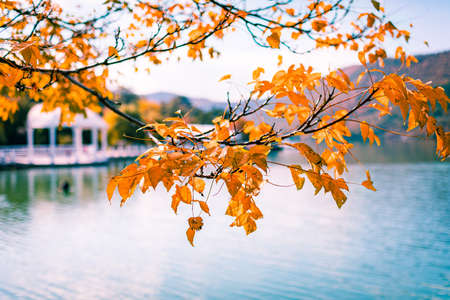 Yellow leaves on a birch branch. Autumn abstract background.の写真素材