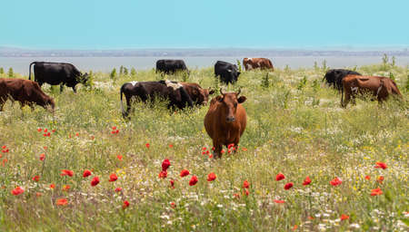 Cows grazing on a green summer meadow at sunny day.の写真素材