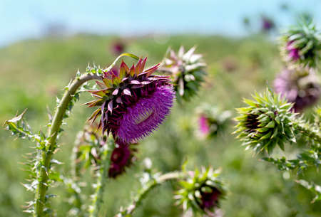 Blessed thistle pink flowers, close-up. Herbal medicinal plant Silybum marianum. pink thistle flowersの写真素材