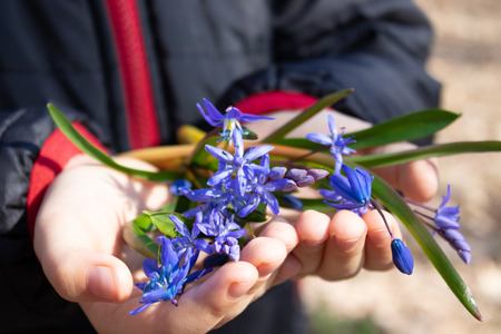 Blue snowdrops on the palms of a child. Snowdrops are the first flowers of spring. Flowers of snowdrops in the forest.の写真素材