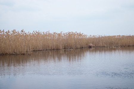 Reeds of dry grass in the spring near the lake, the river. Stems of reeds over the water. Copy space - spring, summer, nature, grass.の写真素材