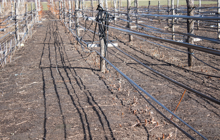 Preparing a support for raspberries from wooden pillars and stretched tape. Growing raspberries in rows, care for raspberry bushes.の写真素材