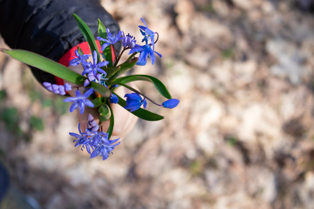 The first flowers of spring. Snowdrops in the forest. Blue little snowdrops on the palms of a child....