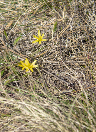Small yellow flowers in the forest on dry grass. The first flowers in the spring. Free space for text. Copy spaceの写真素材