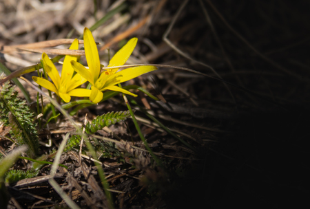 Small yellow flowers in the forest on dry grass. Yellow flowers in the forest. Free black space for text. Copy spaceの写真素材