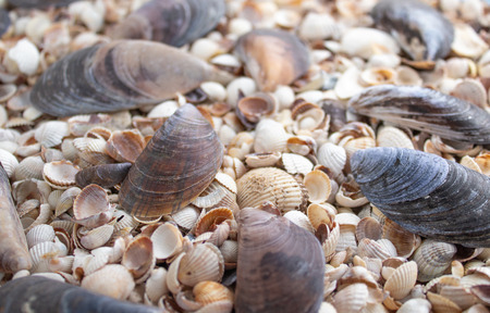 Seashells of different colors. Mollusk shells. Seashell background. Texture of the shells.
