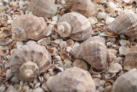 Sea shell pearl background. Seashells background. Seashells texture closeup.の写真素材