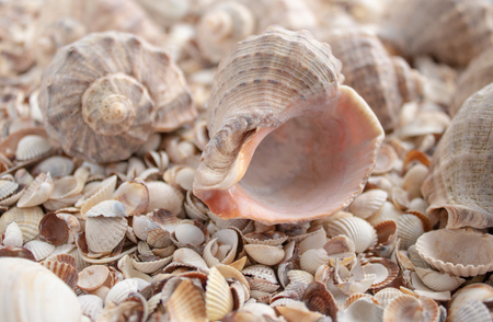 Sea theme background with shells scattered close-up. Sea shell collection. Seashells background.の写真素材