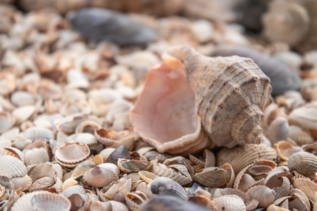 Sea theme background with shells scattered close-up. Sea shell collection. Seashells background.