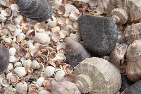 Seashells, sea shells - textures or backgrounds - various pebbles, stones and snags. Sea shell collection.の写真素材