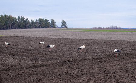 Stork on a plowed field. Spring storks flew home. Birds are looking for food on the field.の写真素材