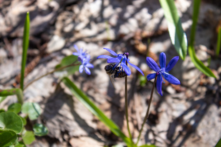 Snowdrops in the forest. Blue snowdrops in spring near the dry leaves. Blue flowers.の写真素材