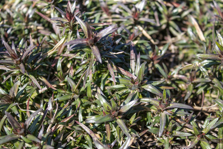 Green leaves, closeup, nature summer forest concept. Background green grass mat. Decorative grass.の写真素材