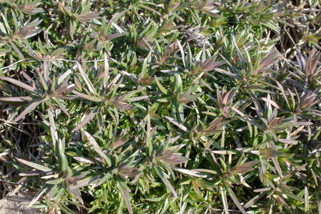 Green grass background and natural texture. Background green grass mat summer spring texture Closeup of grass leaves.の写真素材