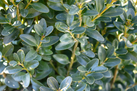 Beautiful green bushes, close-up. Green bush in soft sunlight,green leaves background,green leaves backgroundの写真素材