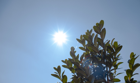 Beautiful green bushes, closeup. Green bush in soft sunlight, focus on the near leaf.の写真素材