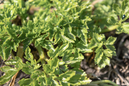 Green leaves of young parsley in spring. Close-up. Background with parsley leaves.の写真素材