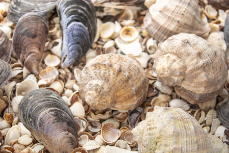 Sea shell pearl background. Seashells background. Seashells texture closeup.の写真素材