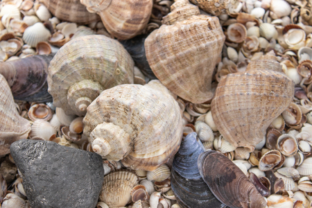Seashells, sea shells - textures or backgrounds - various pebbles, stones and snags. Sea shell collection.の写真素材