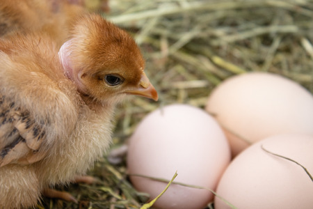 Closeup of yellow chickens in the nest, yellow little chickens, fresh egg in the nest on the farm. Poultry farming. Agriculture.の写真素材