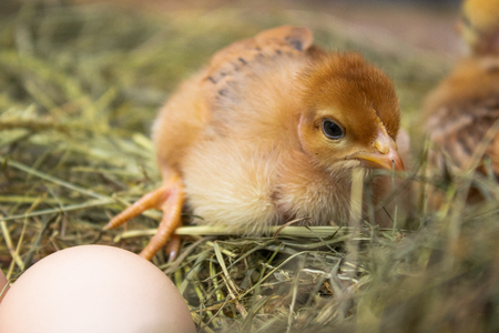 Newborn yellow chickens in hay nest along whole. Agriculture.の写真素材