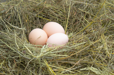 eggs in the nest. fresh egg in the nest on the farm. Agriculture.の写真素材