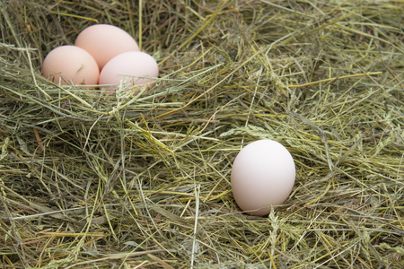 eggs in the nest. fresh egg in the nest on the farm. Agriculture.の写真素材