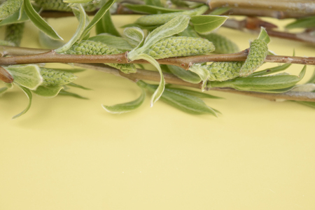 Green branches of a willow on a yellow background. Copy space from below for your text, willow twigs.の写真素材