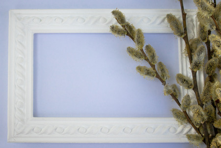 White frame with branches of buds of yellow willow on a pink - blue background. Copy space in the...