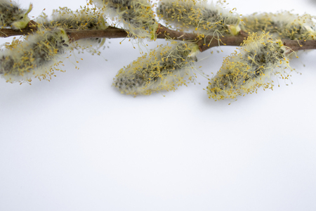 Willow branches on a white background copy space from the bottom, willow twigs.の写真素材