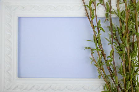 White frame with branches of green willow on a blue background. Copy space in the middle for your text. Willow twigs.の写真素材