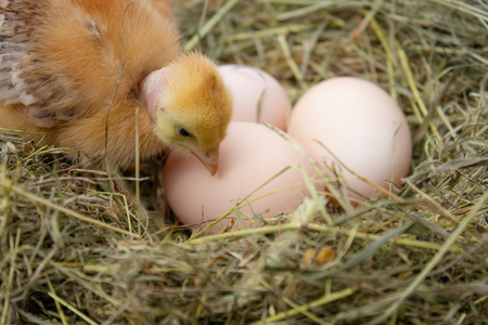 Yellow chickens in the nest near the eggs. Eggs in the nest. Agriculture.の写真素材