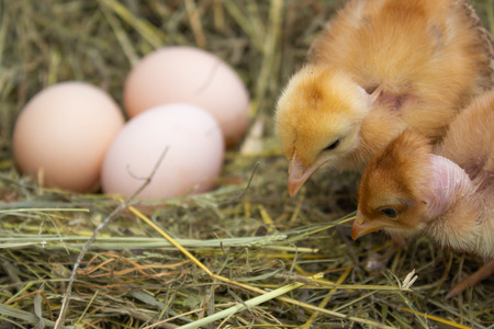 Yellow chickens in the nest near the eggs. Eggs in the nest. Agriculture.の写真素材