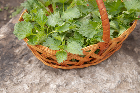 A basket of fresh nettle on a stone, gray background. Beautiful spring young nettle. nettleの写真素材
