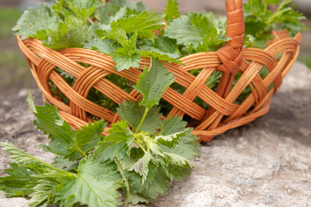 A basket of fresh nettle on a stone, gray background. Beautiful spring young nettle. nettleの写真素材