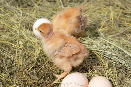 beautiful little chicken, eggs and eggshell in nest. Newborn chicks on chicken farm. Agriculture.の写真素材