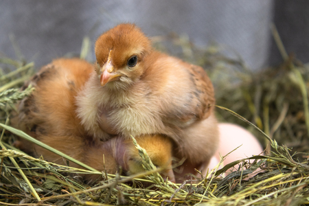 beautiful little chicken, eggs and eggshell in nest. Newborn chicks on chicken farm. Agriculture.の写真素材