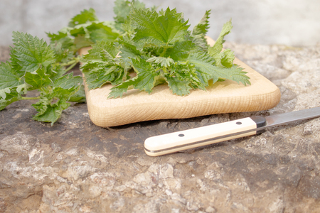 Medicinal plant nettle fresh on a cutting board. nettleの写真素材