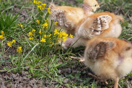 Close-up of yellow chickens on the grass, Beautiful yellow little chickens, A group of yellow chickens.の写真素材