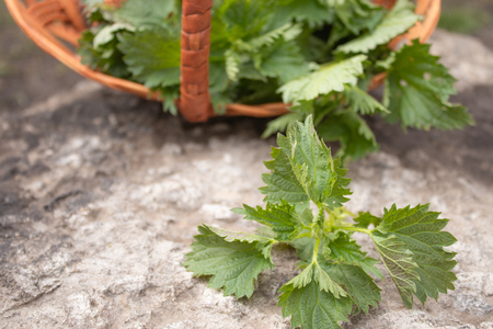 A basket of fresh nettle on a stone, gray background. Beautiful spring young nettle. nettleの写真素材