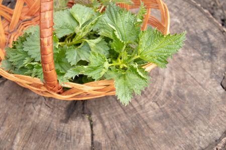 Beautiful spring young nettle. Fresh nettle leaves for salad or tea. nettleの写真素材