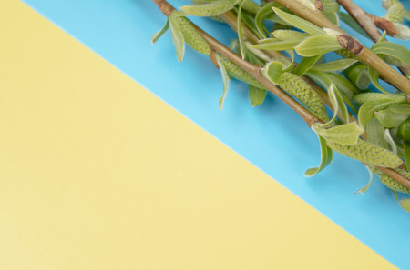 Green branches of willow on a blue - yellow background. Copy space to the left for your text, willow twigs.の写真素材