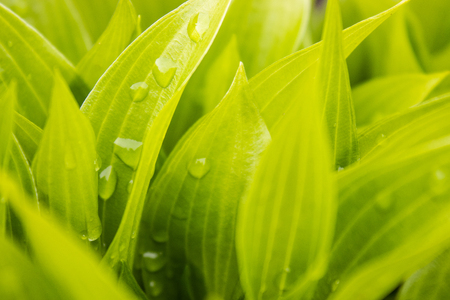 Green leaves with raindrops. Morning dew on the grass. Water falls on the green grass.の写真素材