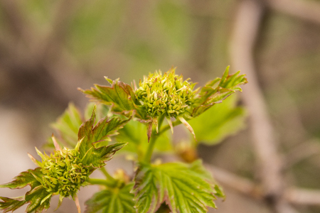 A branch of viburnum bloomed in the spring. Close-up.の写真素材