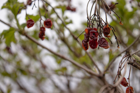Kalina dry and sluggish on the branch. Close-up.の写真素材